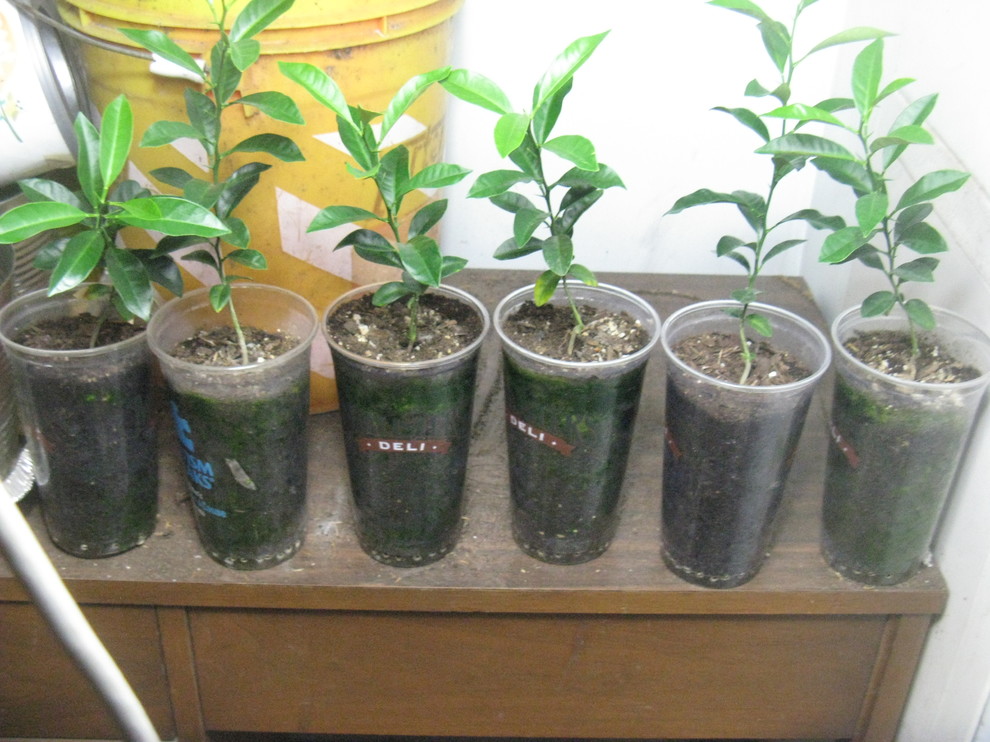 9 Meiwa kumquat trees from seed