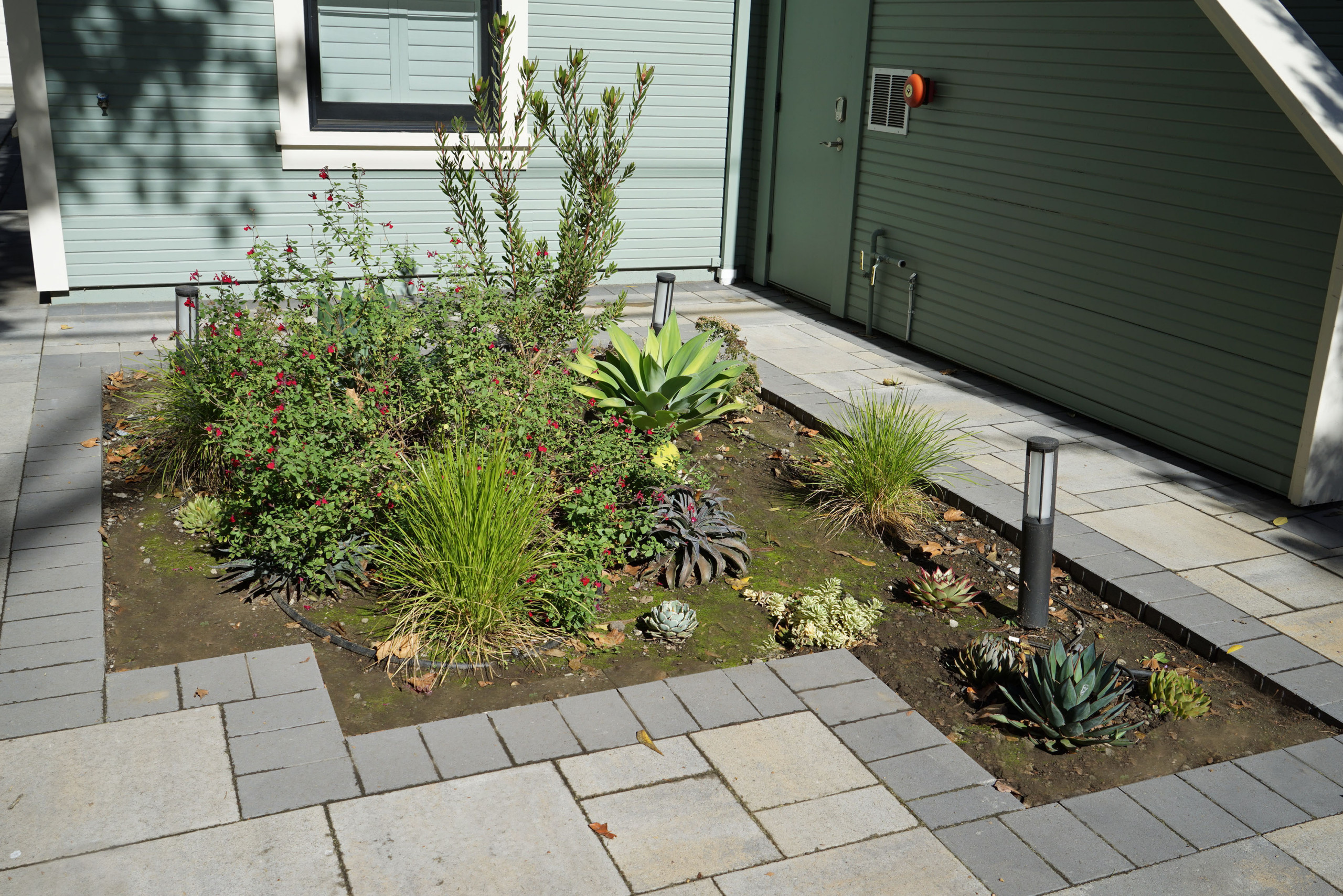 Drought Tolerant Plants