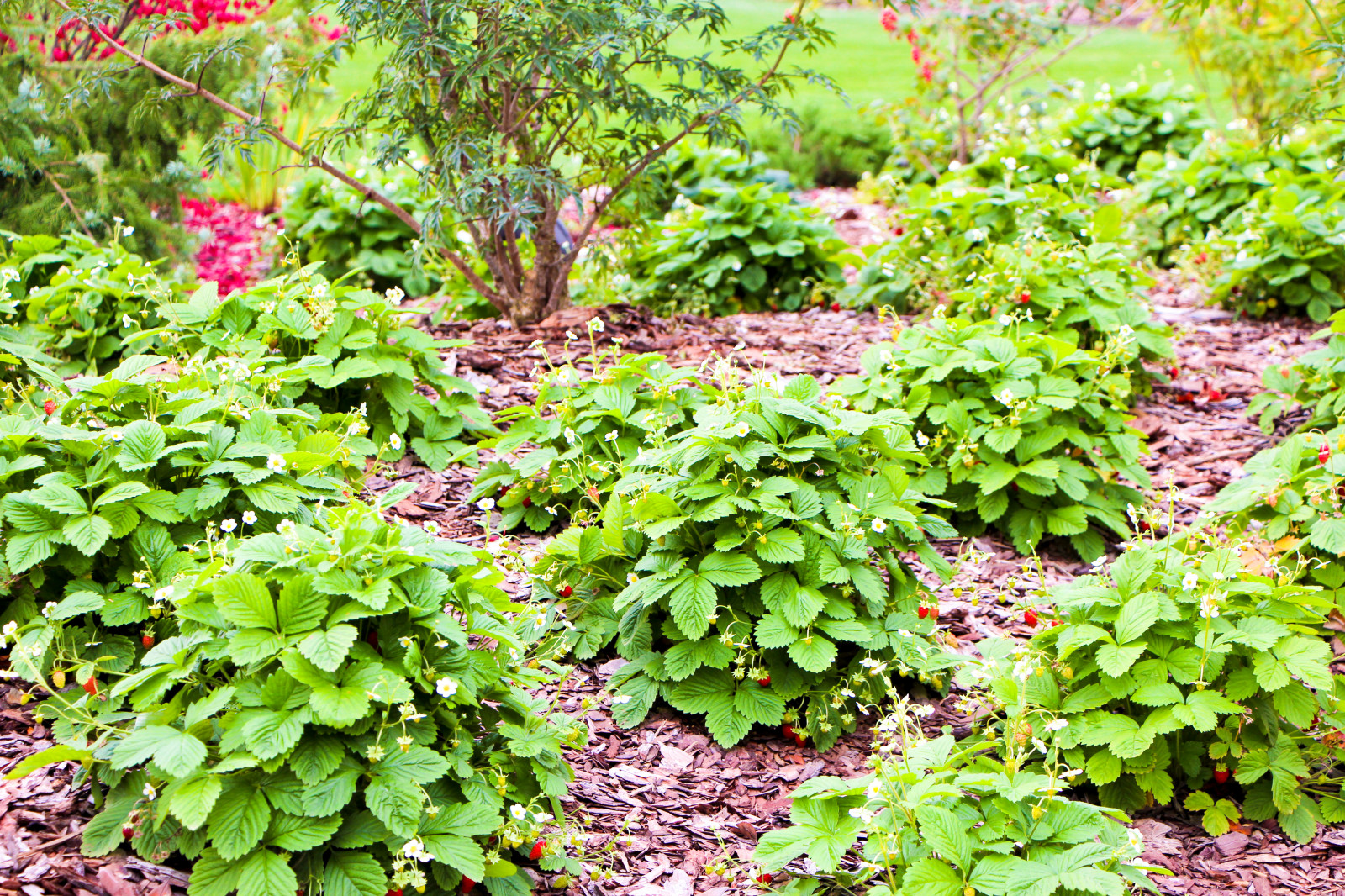 Горки-10, 2017-2020 г.г.