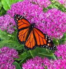 6 Steps to Creating Your Butterfly Garden