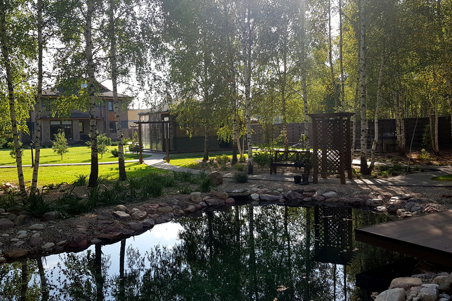 Пруд и берёзы