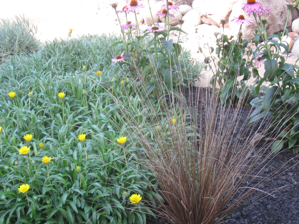 Drought tolerant and low maintenance