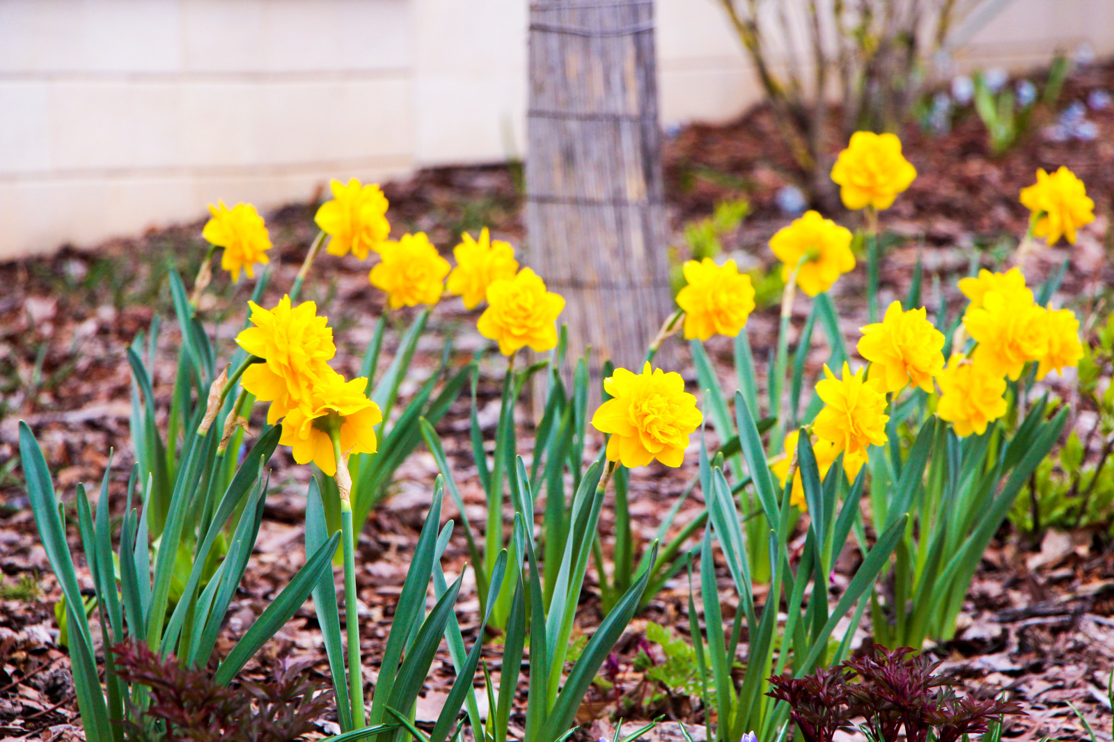 Горки-10, 2017-2020 г.г.