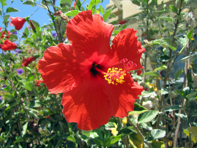 Rosa china: Una flor de mil colores perfecta para Agosto