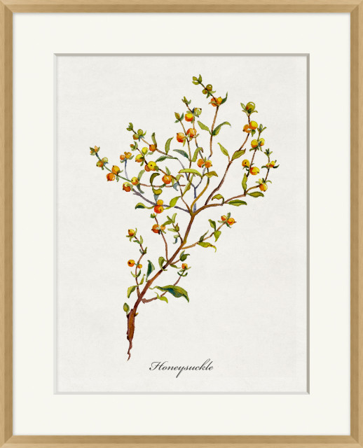 Valley Wildflower Honeysuckle, Giclee Reproduction Artwork