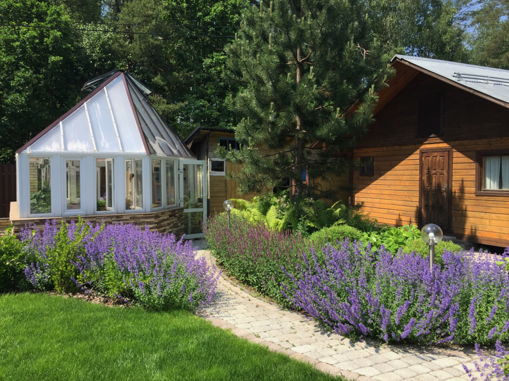 Цветение котовника Фассена