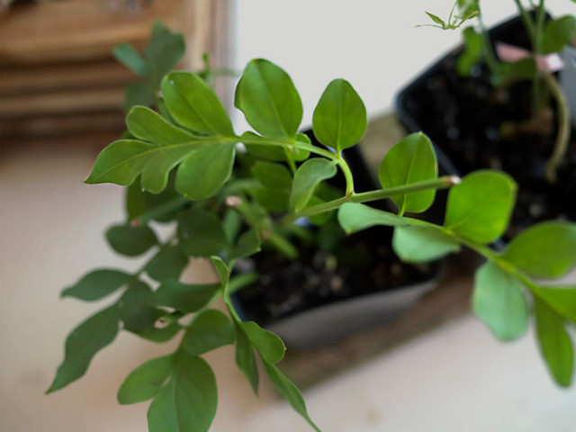 Jasminum Tortuosum ID