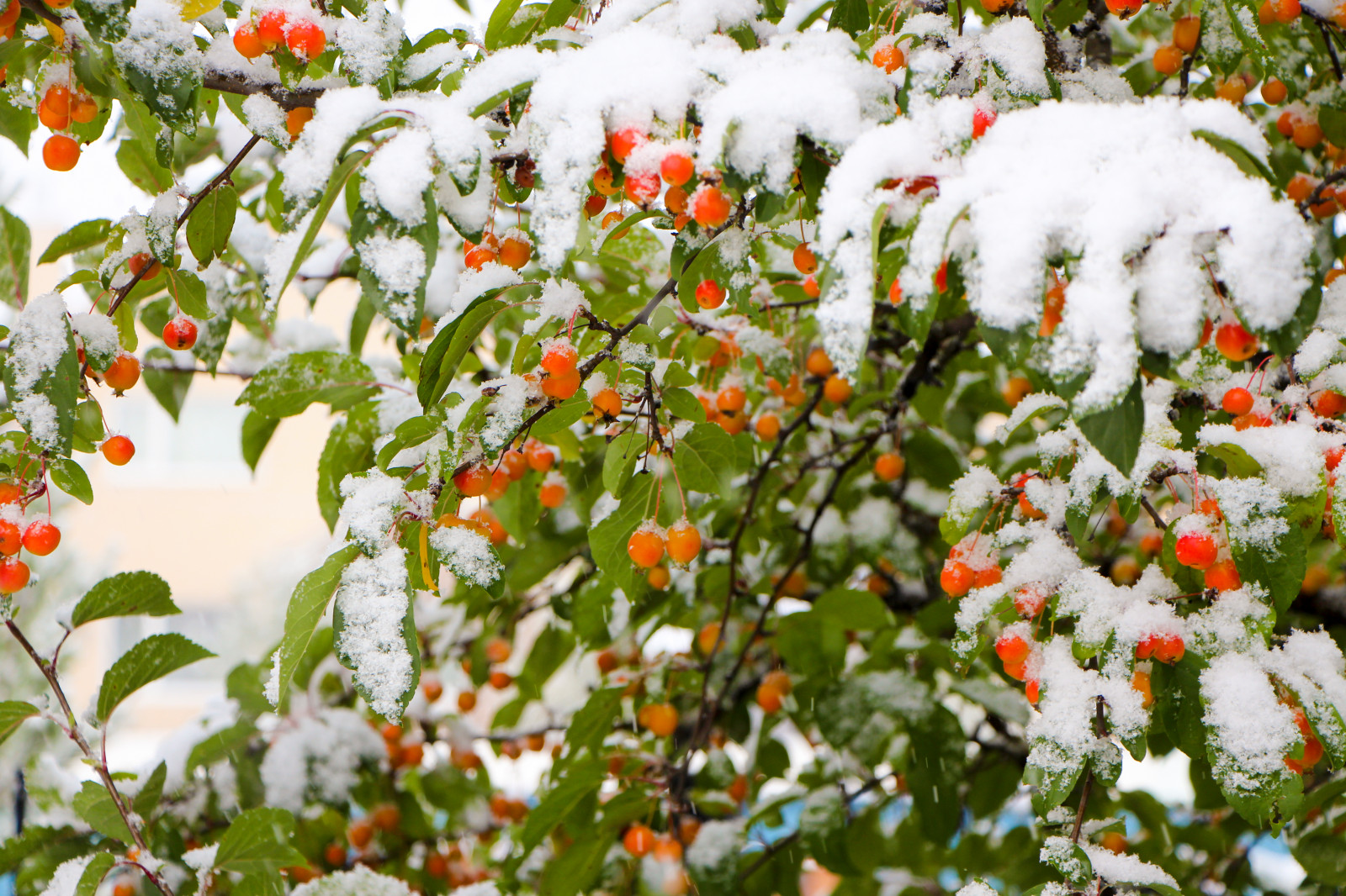 Новые Вешки