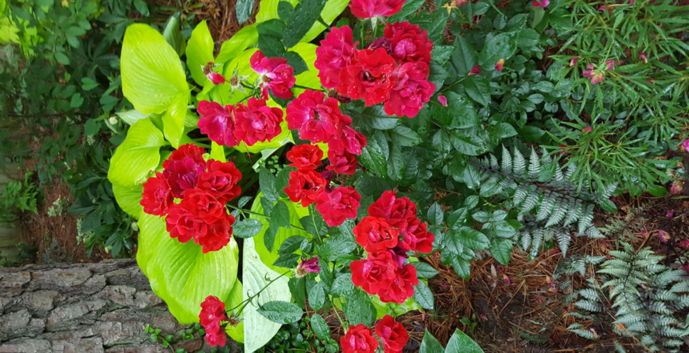 Inspiration for a transitional landscaping in Raleigh.