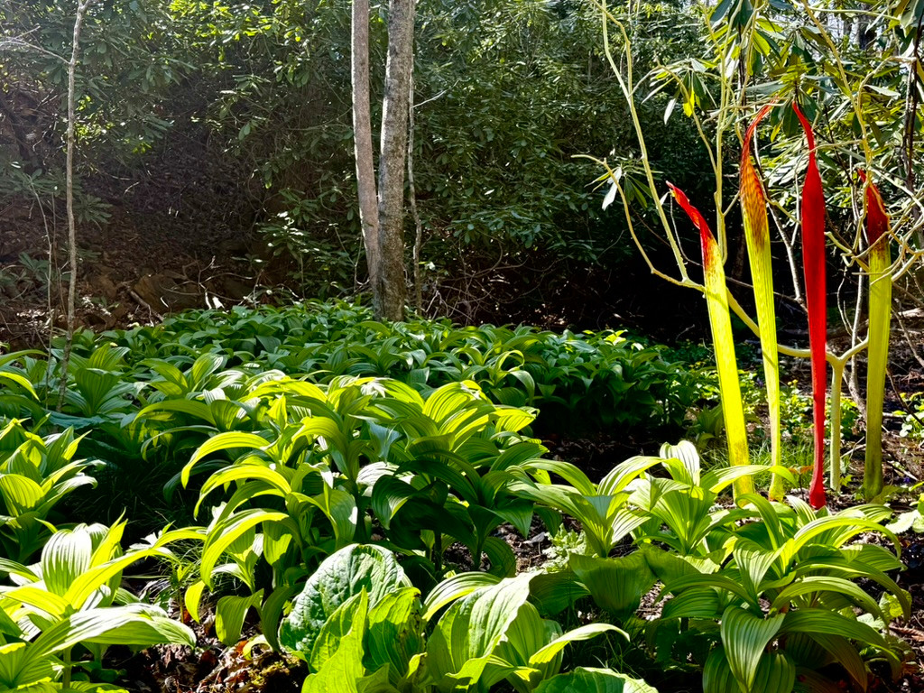 Crafting A Mountain Garden Called Rhodwood