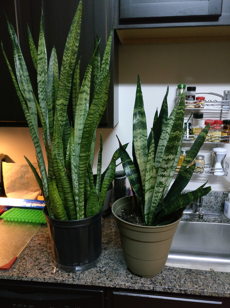 Combining two snake plants into one pot?