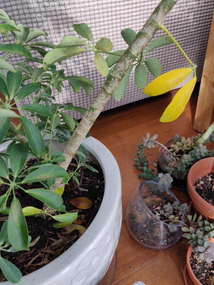 dwarf umbrella plant leaves turning yellow, falling off