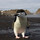 carol_sawchuk