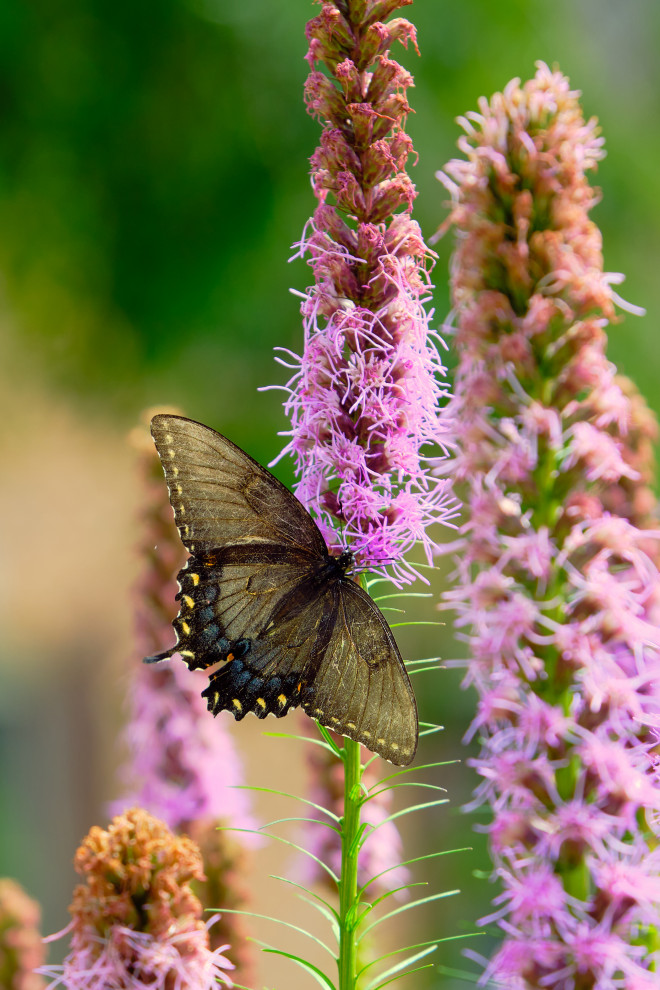 Native plants