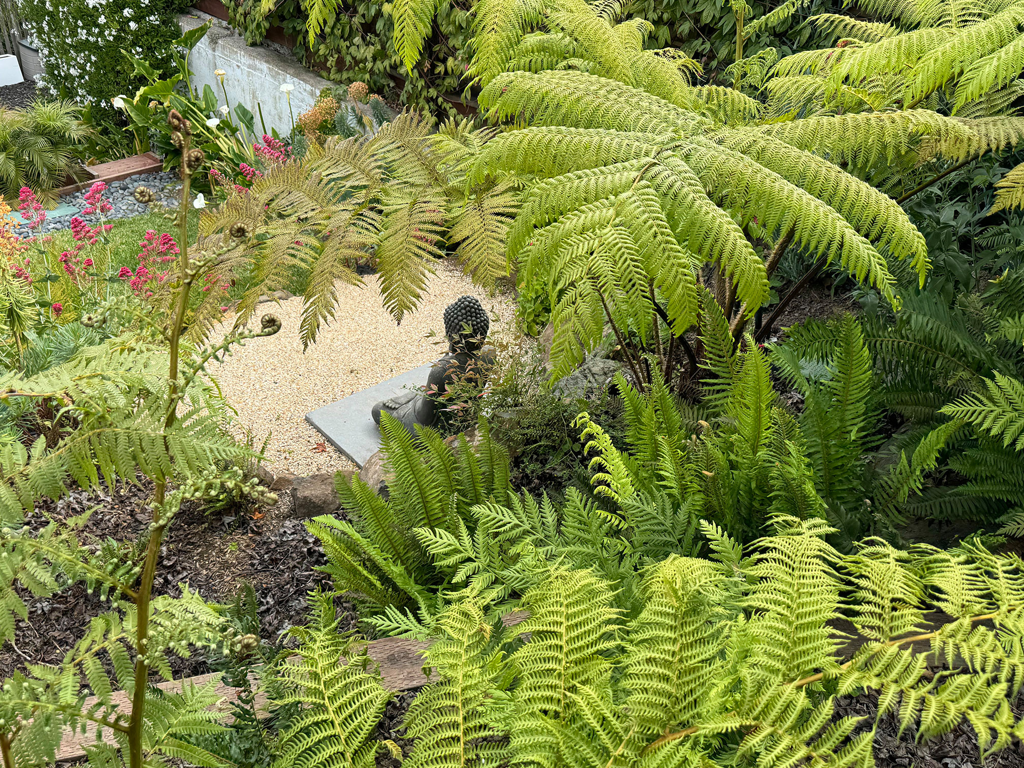 Bird Starbucks - Tree Fern Forest