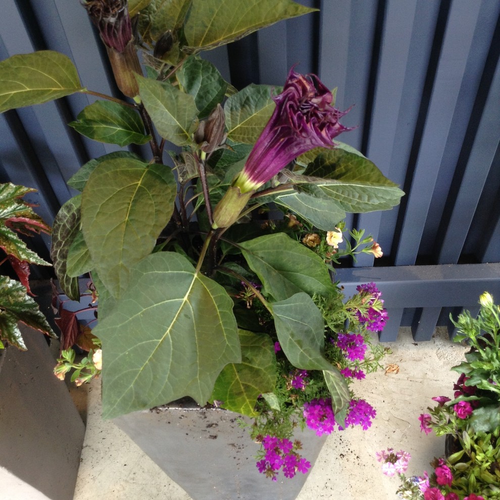 Small backyard deck container garden photo in Seattle