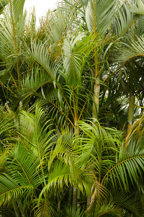 difference between foxtail and royal palms