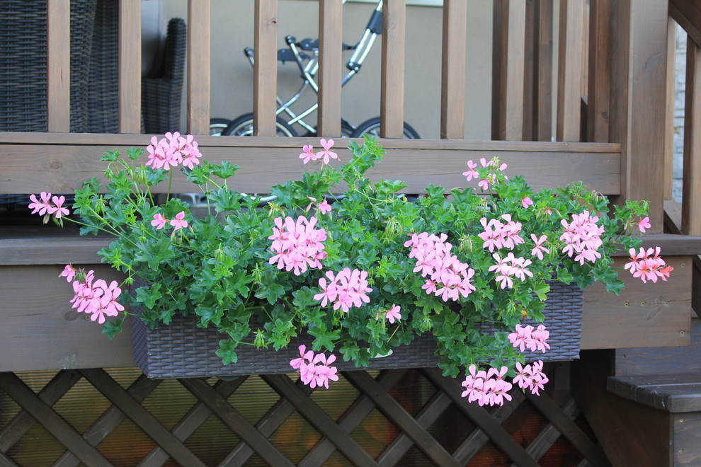 Новые Вешки