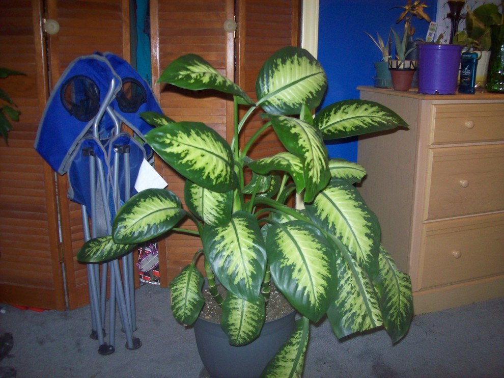 Dieffenbachia Pruning: Did I do this correctly? | Houzz Forum