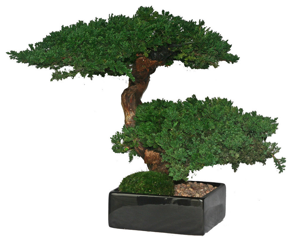 Double Monterey Bonsai