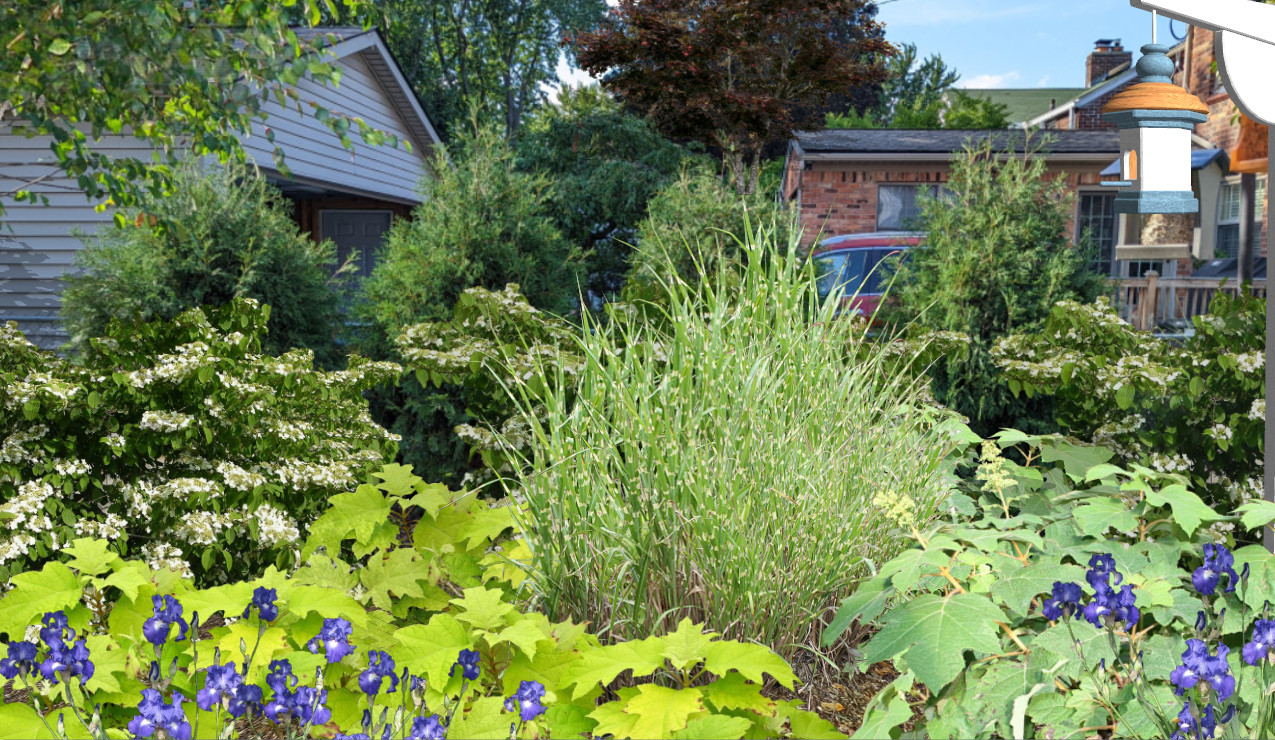 Foundation Plantings