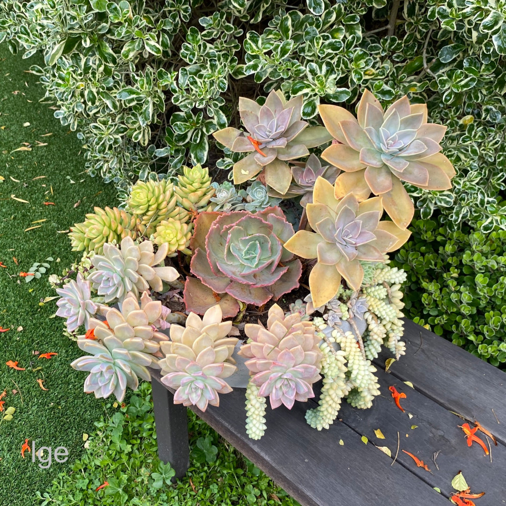 Succulent pots & walls