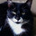 Last commented by Thomas The Kat