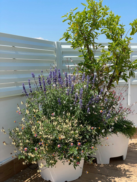 Terrazzo contemporary-deck