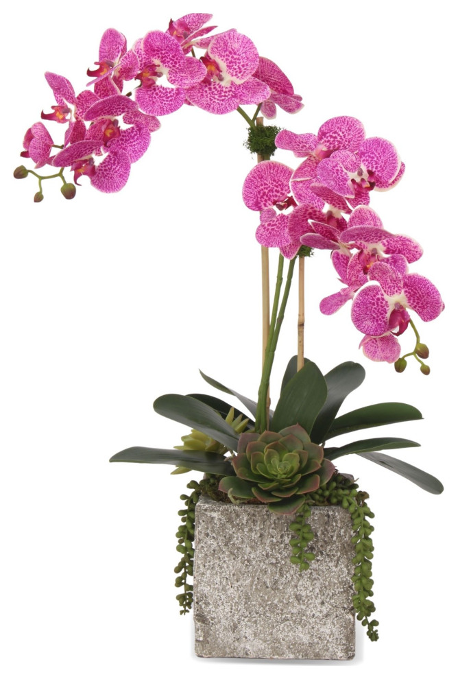 Purple White Orchids & Succulents Arrangement