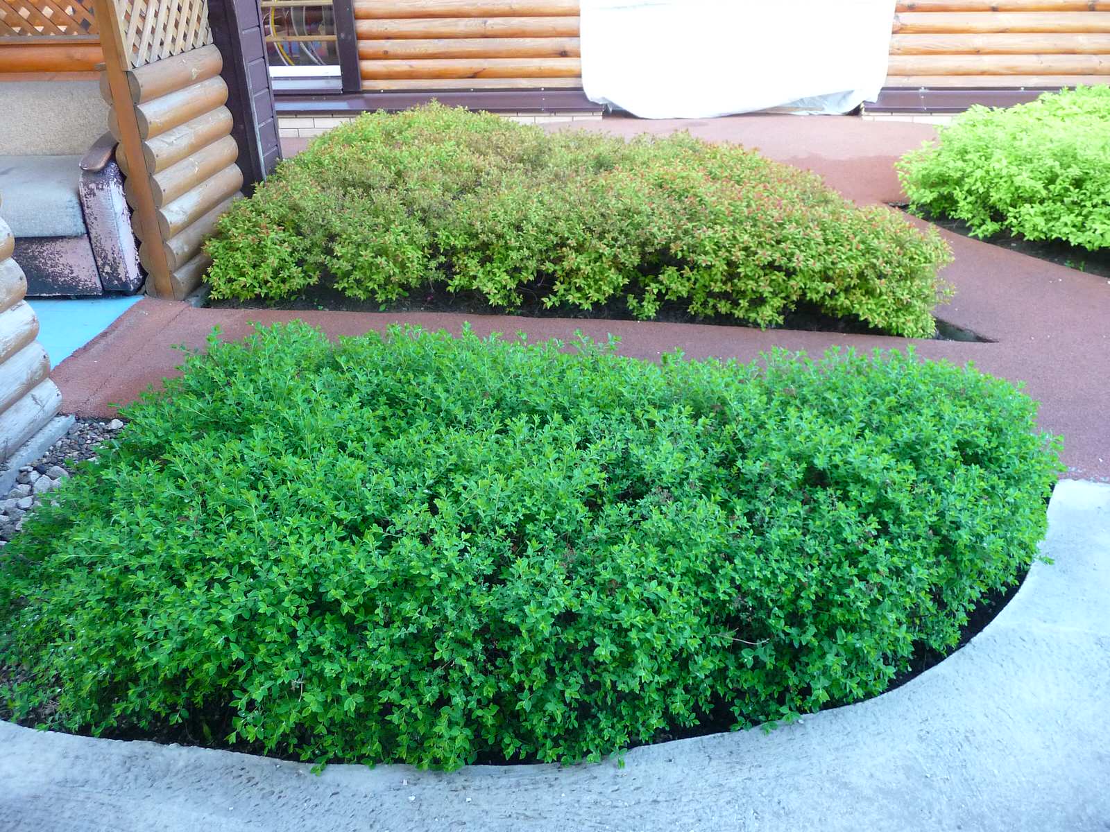 Фитопластика на общественной территории