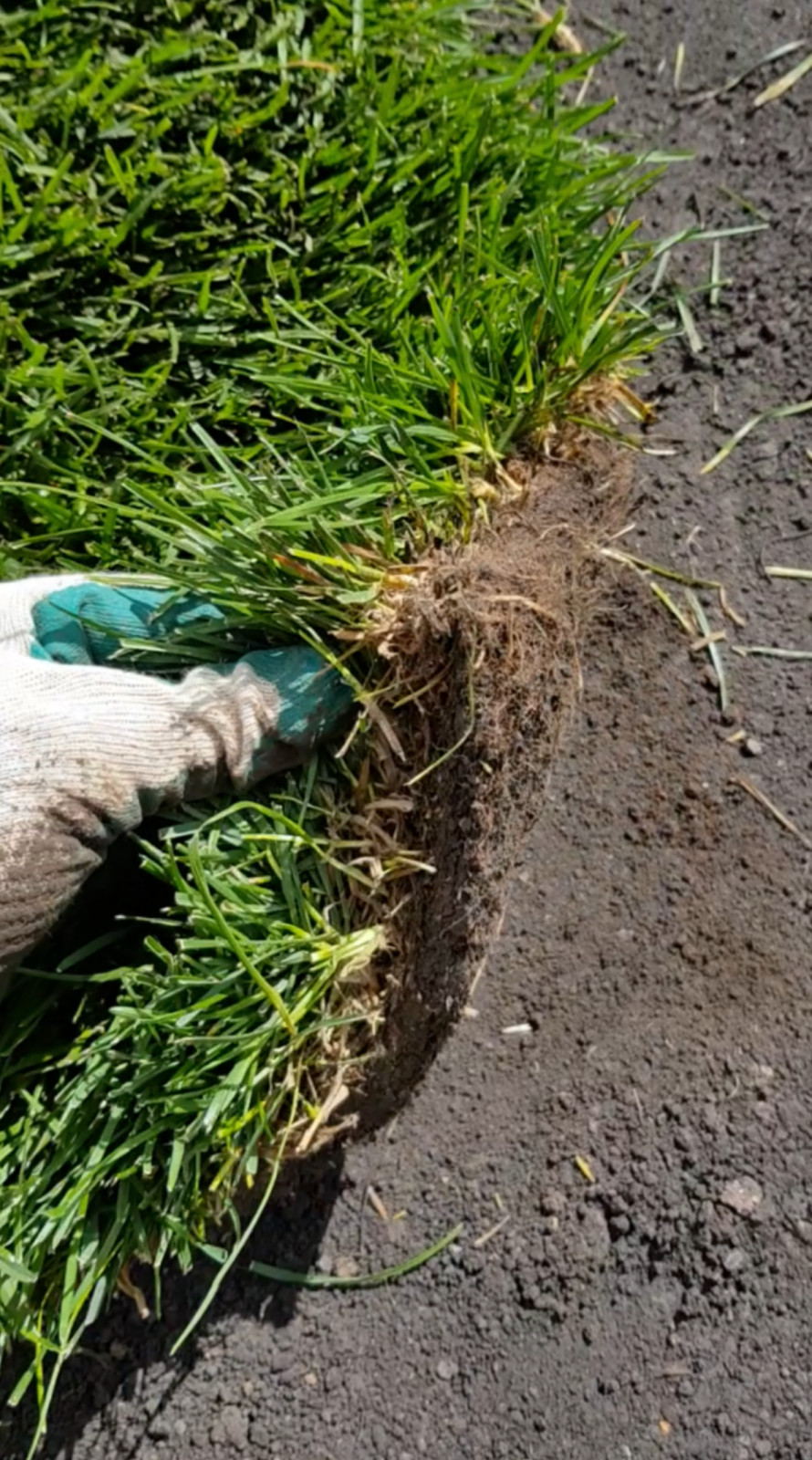 Рулонный газон Красноярск