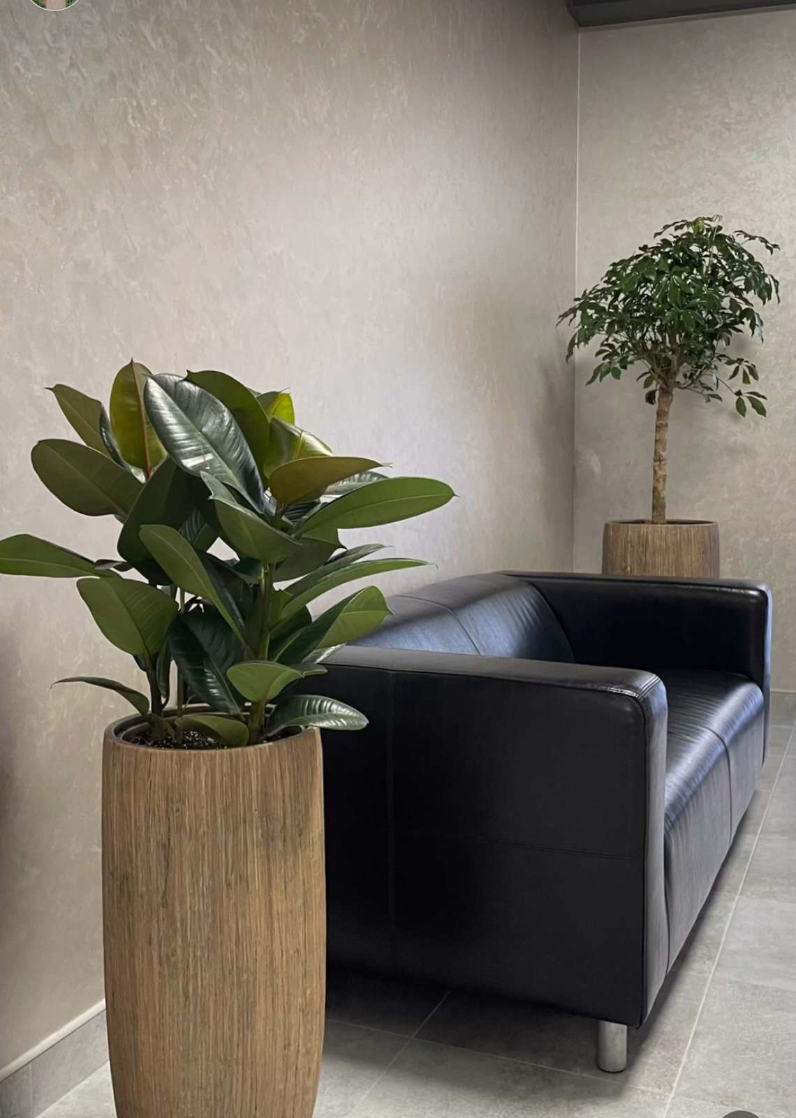 Озеленение офиса научно-производственного предприятия "ВЕГА"