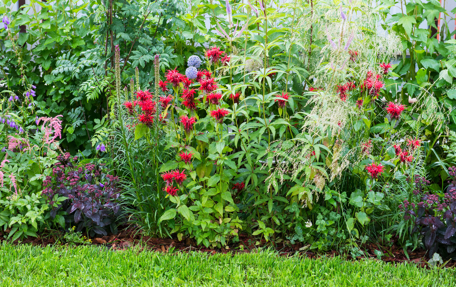 "Горячий" бордюр из многолетников