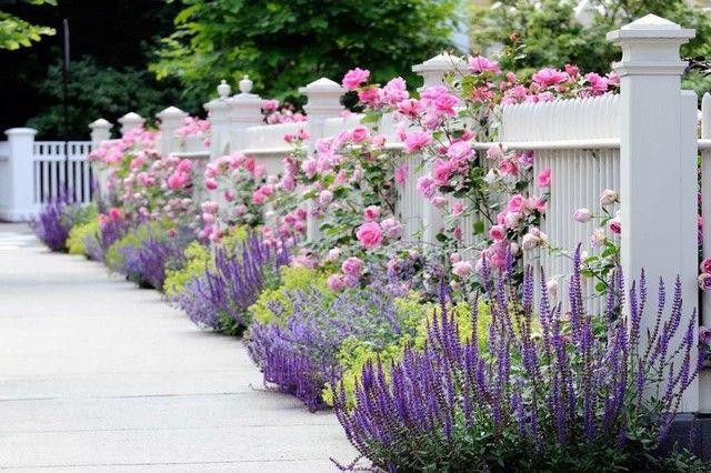 This is an example of a transitional landscaping in Chicago.