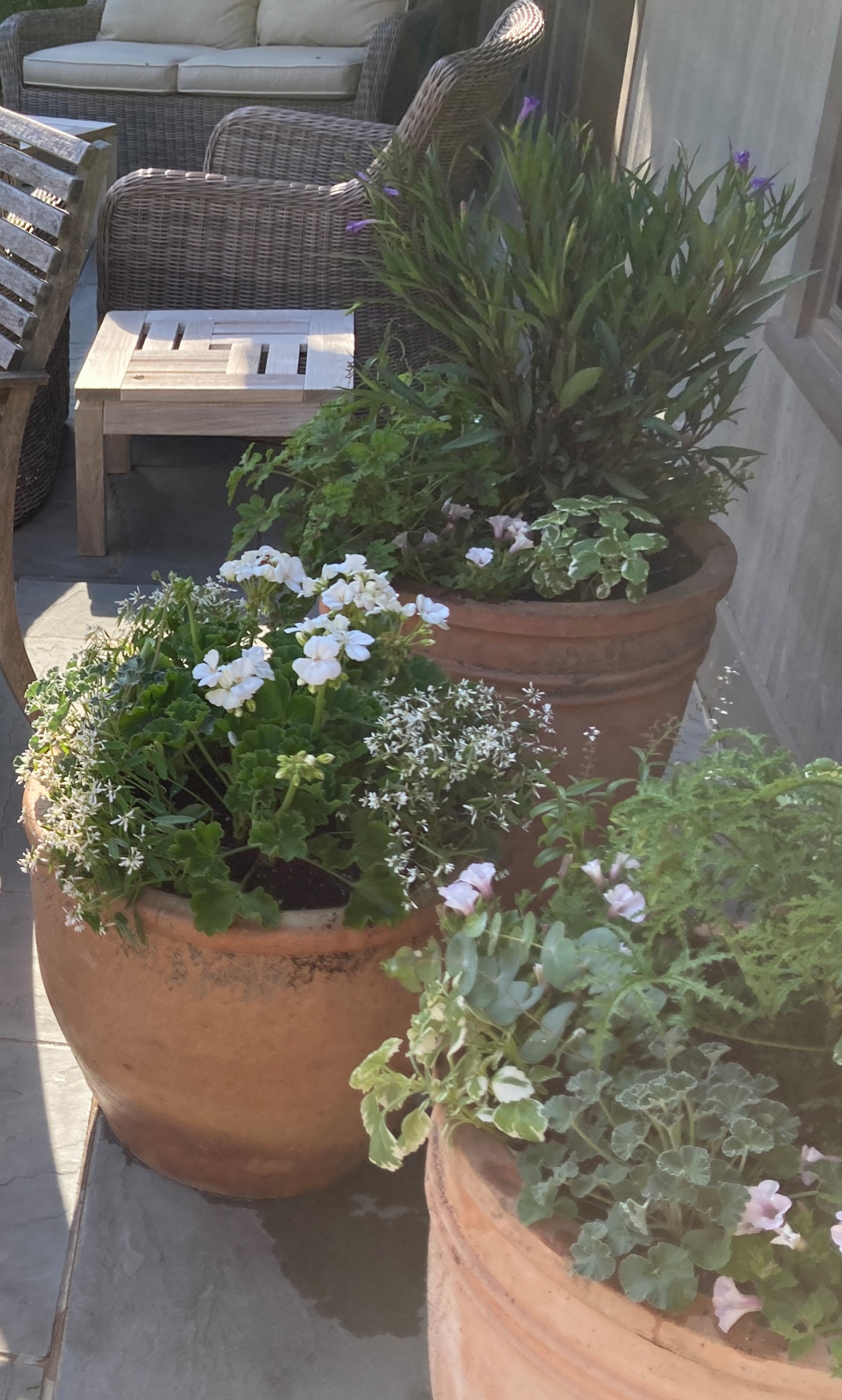 Spring and Summer Container Gardens