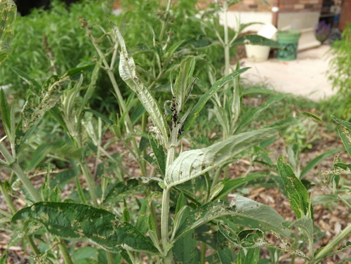 Need help identifying a pest or a disease on Butterfly Bush