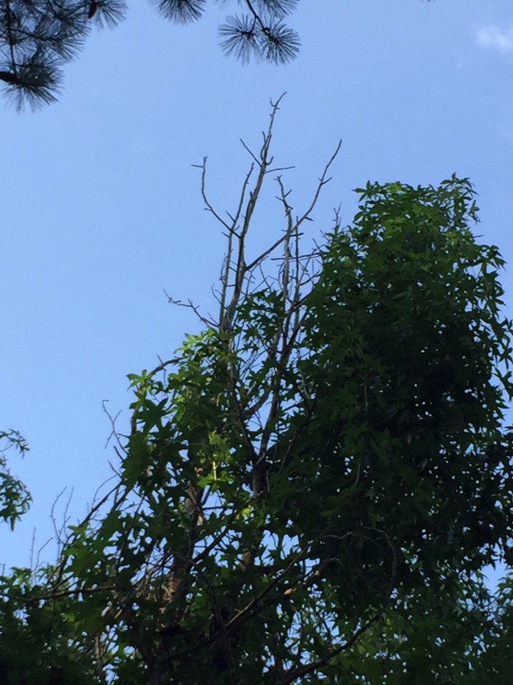 Do Sweet Gum Trees have a low life expectancy?