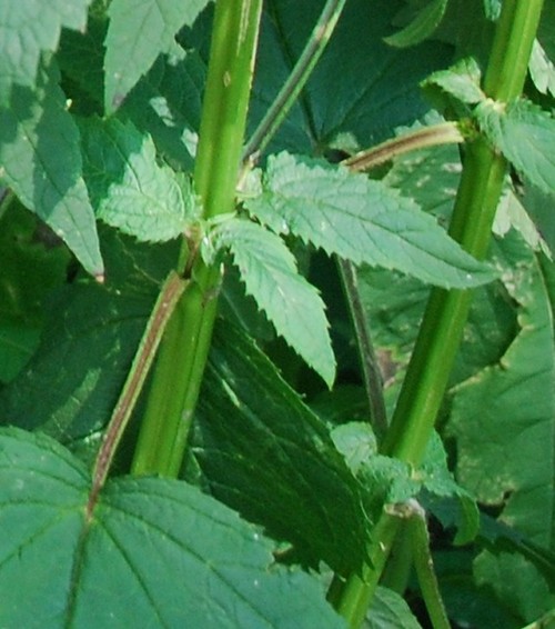 Wild Plant to ID S.E. Michigan, USA