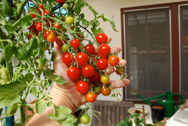 7 Steps to a Kitchen Garden in a Small Apartment