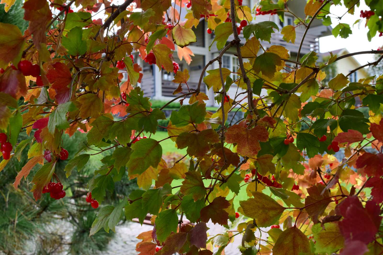 Частный сад в Нижегородской области