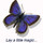 Blue Butterfly Flooring