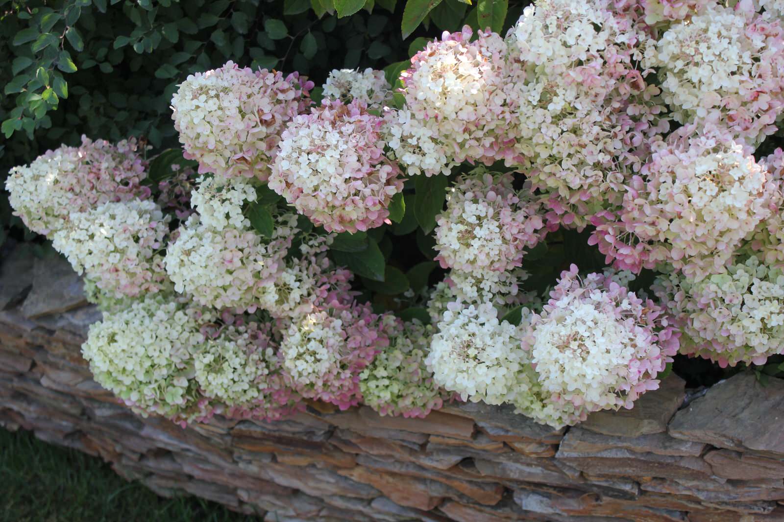 В гостях у Сказки