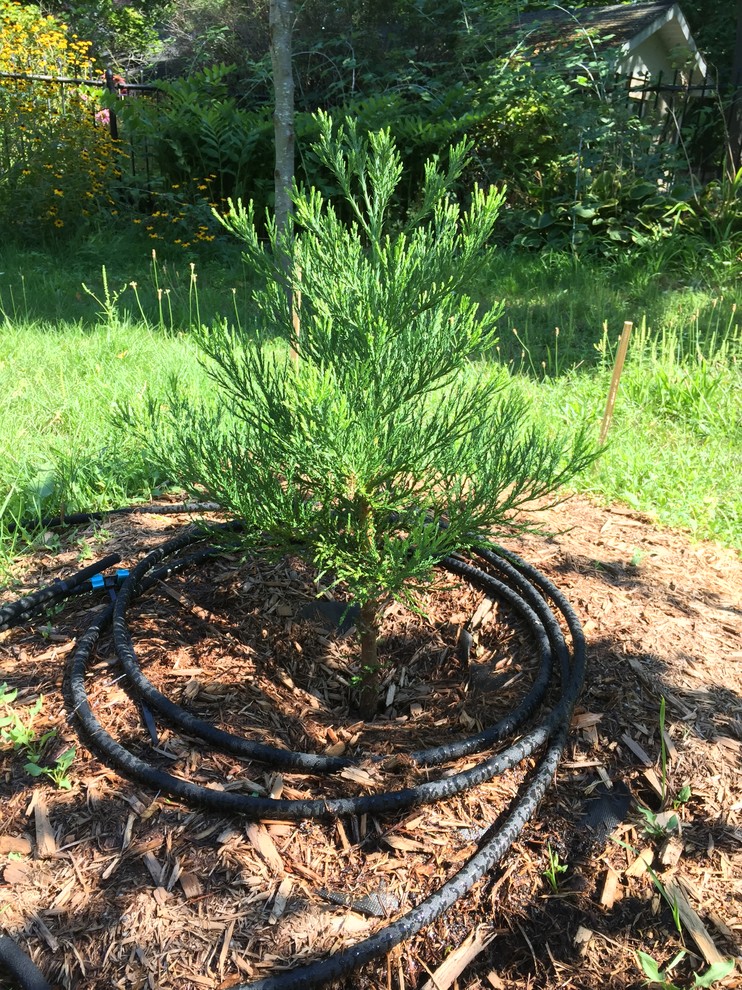 Where to buy Sequoiadendron giganteum 'Hazel Smith'?