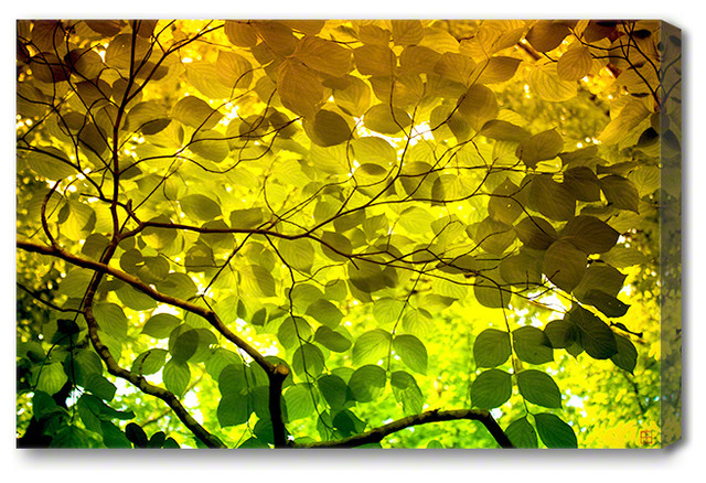 Mysterious Leaves - Nature Art Canvas Print, Medium 36" X 24"