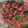 beebalm16