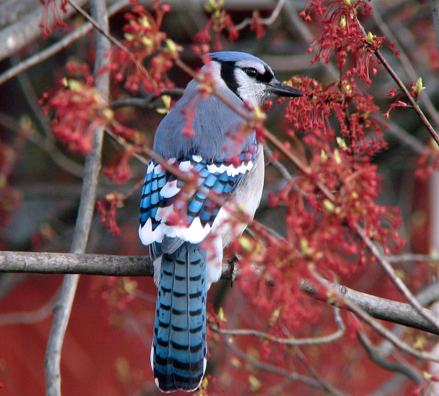 Backyard Birds: Meet Some Clever and Curious Jays