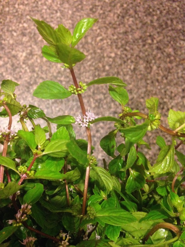 What is This MintLike Herb?