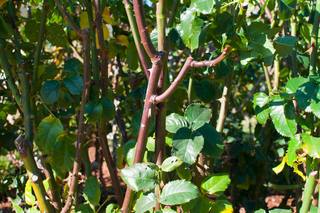 Overlapping stems 
