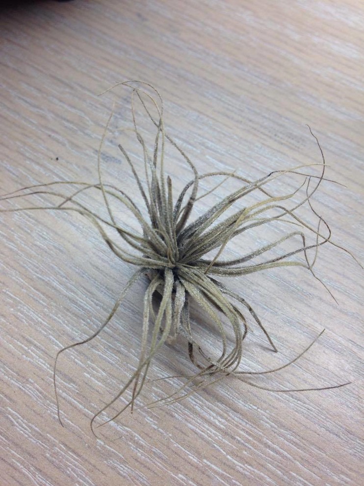 Is my air plant dead?