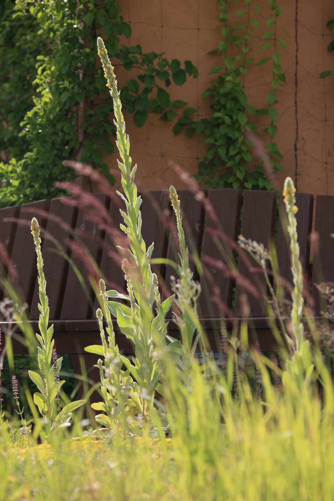 Сад на крыше